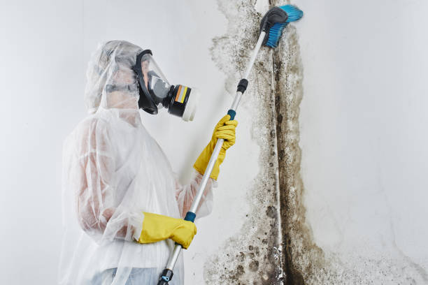 Biohazard Mold Removal in Galesburg, IL